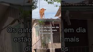 #animaisfofos #animais #animals #animal #cuteanimals #fofo #funny #animaisengraçados #funnyanimals