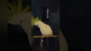 Crazy dancing cockatoo😂 #birds #parrots #shorts