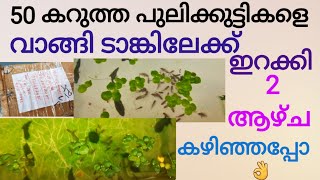 50 കറുത്ത പുലിക്കുട്ടികളെ വാങ്ങി ടാങ്കിലേക്ക് ഇറക്കി/black tiger babies/#oscar/#tigeroscar