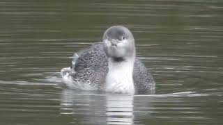 Plongeon catmarin (Gavia stellata)Red-throated Loon - Sterntaucher