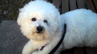 Freshly Groomed Bichon - medium length hair cut