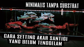 Wah !!! Setting minimalis tank 120x40x40 peacockbass dengan akar santigi tampa substrat