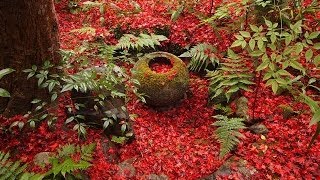 Enrian temple in Kyoto,Japan Dec.2013 Beautiful colored leaves, "momiji"