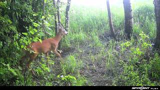 Stirnāzis atnācis pēc vitamīniem! Roe deer buck licking salt