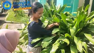 Peranan Cahaya Matahari Terhadap Fotosintesis -Praktikum Fisiologi Tumbuhan - Agroteknologi - UNILA