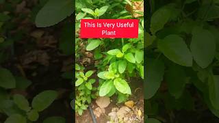 #How To care for  Tulsi Plant