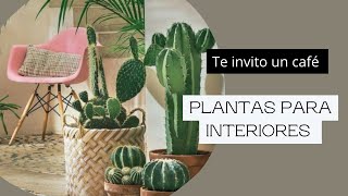 PLANTAS PARA INTERIORES Y QUE NO REQUIEREN TANTOS CUIDADOS