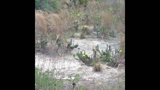 Prickly Pears Blooming