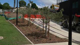 Pacific Golf Club - Olive Tree Delivery