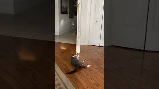 Cat 🐱 Cute Playing #shortvideo