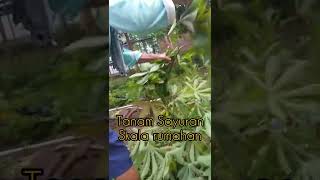 Mboke Pengen Tumis Daun Singkong #shorts #pertanian #sayuran #tanaman