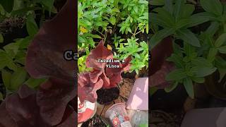 Caladium & Vinca #caladium #vinca #redcaladium #plants #tropicalplants