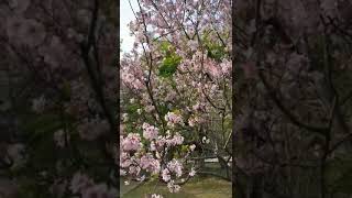 nice flowers from Taiwan# short video