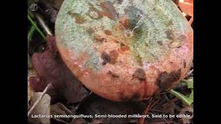 Lactarius semisanguifluus. Champimaginatis. English Text.