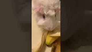 Snowflake loves bananas￼