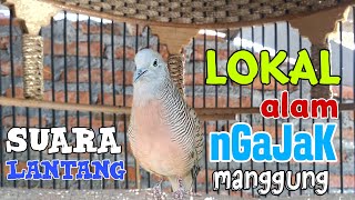 Perkutut Lokal Suara Lantang,Paling Cocok Untuk Pancingan