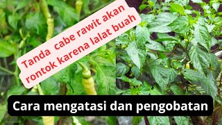 cara mengatasi dan pengobatan cabe rawit rontok karena lalat buah dan tanda kena lalat buah