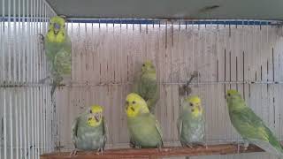 Rainbow budgies