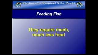 Food Tip 1 - Feeding Fish