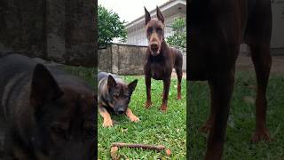 Dobermann europeu 🇷🇺🇧🇷🏆 #dobermann #puppy #dog #pet #pets #pastor #pastoralemão #pitbull #doberman