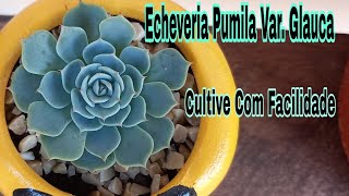 Echeveria Pumila Var. Glauca # Cultive Com Facilidade