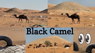 Riyadh Desert | Black Camels | Arabian Camel | The Ship of the Desert