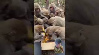 monyet di kasih roti rebutan #monkey #cute #animals #babymonkey #funny #short