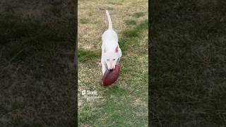 Nita Twin Is Just Like Her Mom 😍🐾❤️🔥 #Nita #NitaTwin #ChosenSheepKennels #AKC #BullTerrier