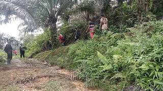 TKW Malaysia|||. di tengah istrahat d blok !!!Ada penampakan d balik pokok sawit????