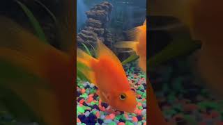 #parrotfish #homeaquarium #pet #betashorts #viral #trending