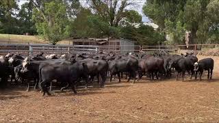 108 Angus / Angus cross heifers