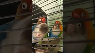 2 Pasang Lovebird Kasmaran