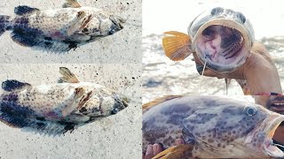 सॉल्ट वॉटर फिशिंग एकरूप मासा salt water grouper fish #hunting #saltwater #fishing #jk #trending