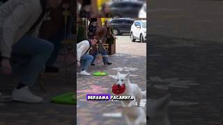 Anjing mencuri tas wanita #shortvideo #shorts