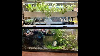 Discus aquaponics — live stream recording