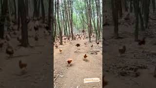 pasukan ayam Kampung