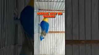 Parblue Split ino to blue fishri split ino pairing and result | Best lovebirds pairing 2023