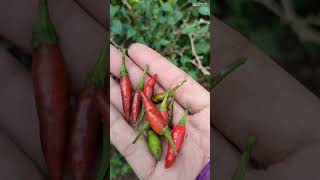 Harvest Eggplant and Chili | Panen terong dan cabai rawit 😍