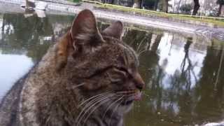 Crazy Tongue Cat en el Parque Centenario