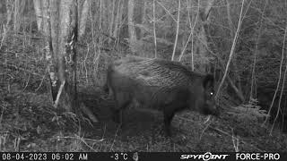 Wild Hog Scratching an Itch/Mežacūka kasās