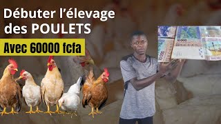 comment débuter facilement l'élevage des poulets avec 60 000 FCFA