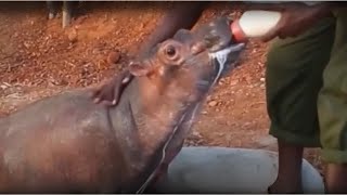 Saving struggle hippo family and giving them a second chance at life | Animal rescue compilation