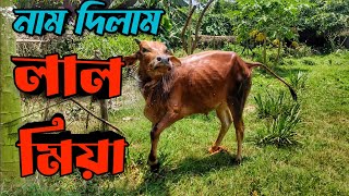 কোরবানি ২০২৩ এর জন্য কেনা গরুটার কি অবস্থা || Purbasha Agro