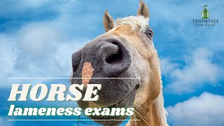 Horse Lameness Exams with Dr. Nathaniel Wright