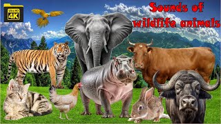 Cute little animals, Sounds of wildlife animals cat, chicken, elephant, cow, Animal sounds #animals