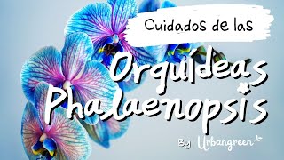 Orquídeas | ⭐Completa GUÍA DE CUIDADOS⭐ Tipos, Plagas, riego, trasplantar, Reproducir y mucho más  🌺