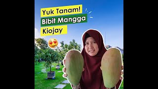 Bibit Mangga Kiojay & Review Buahnya