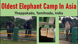 Elephant Camp | Tamil Nadu, India