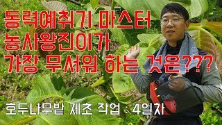 동력예취기로 호두밭 풀깎기 4일차 I 요즘 호두밭만 죽어라 깎고 있습니다.