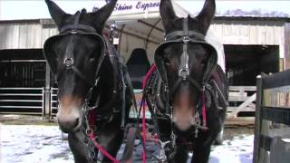 Maury County Mule Owner Explains Mule Day in Columbia, Tennessee